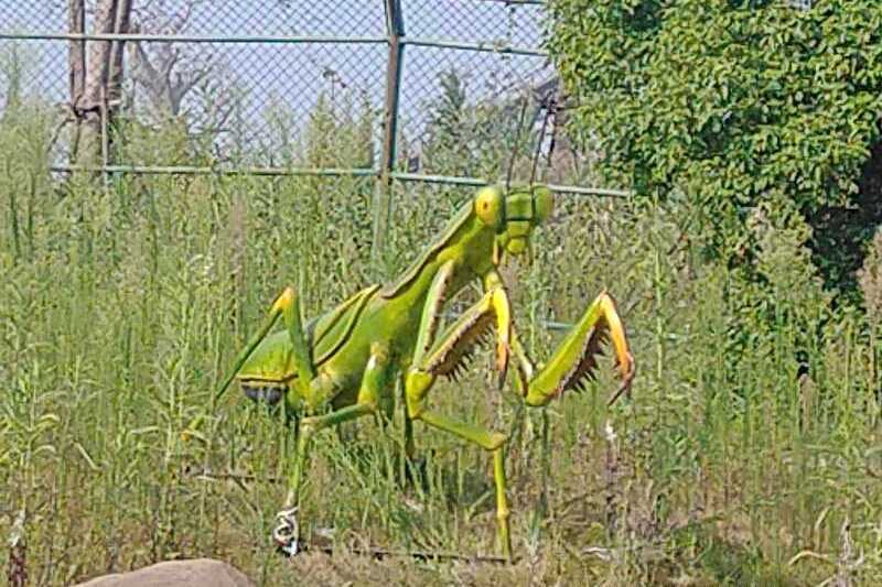 動物模型制作螳螂